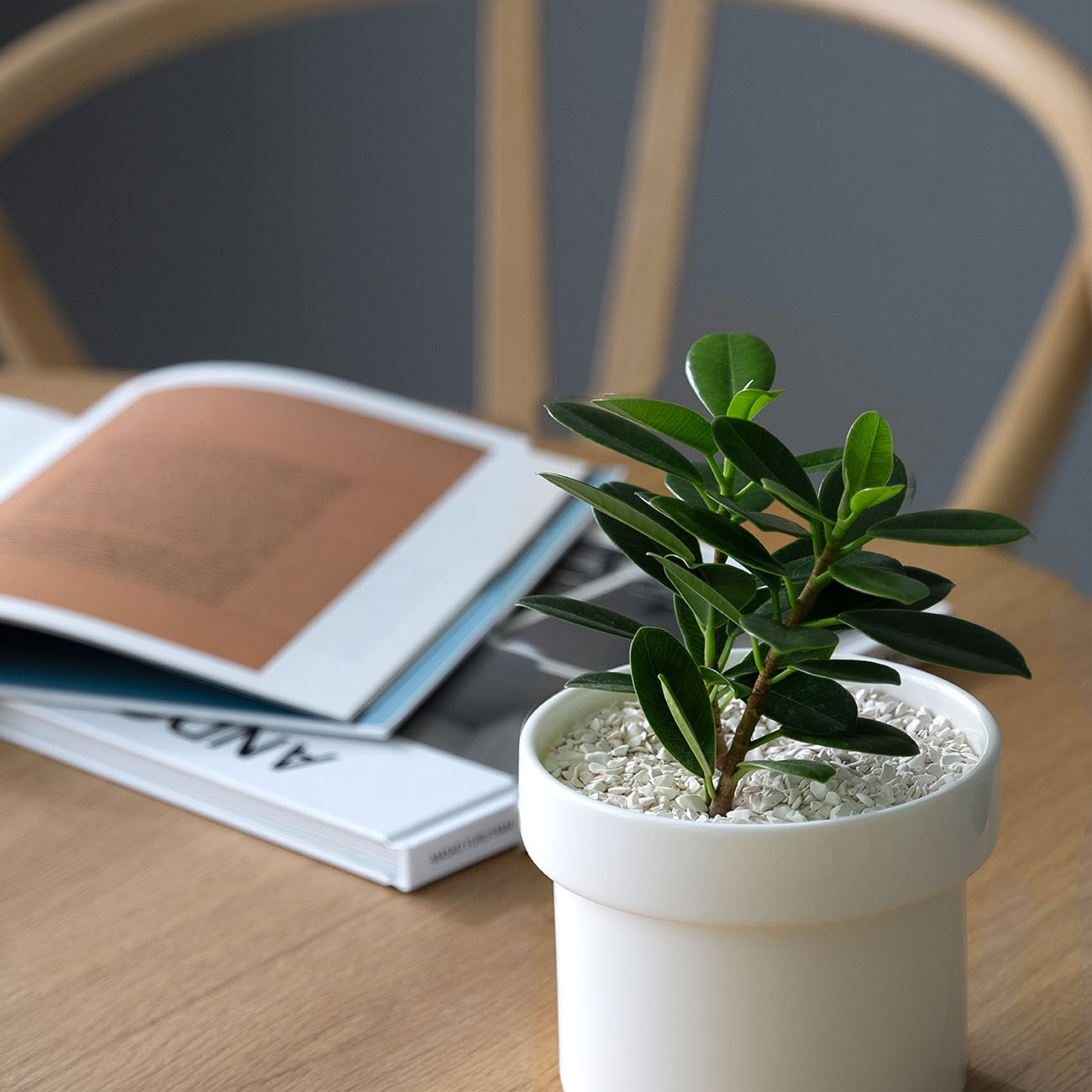 PERCEPTION SOIL(450ml)