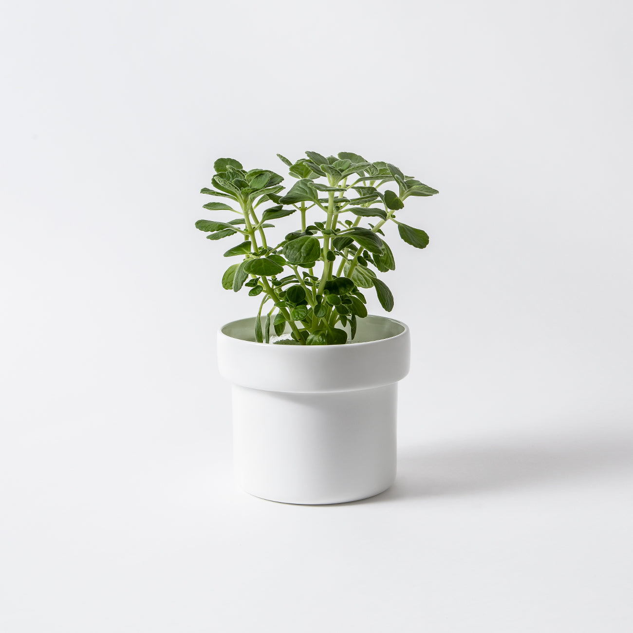 HACHI 15cmプランター