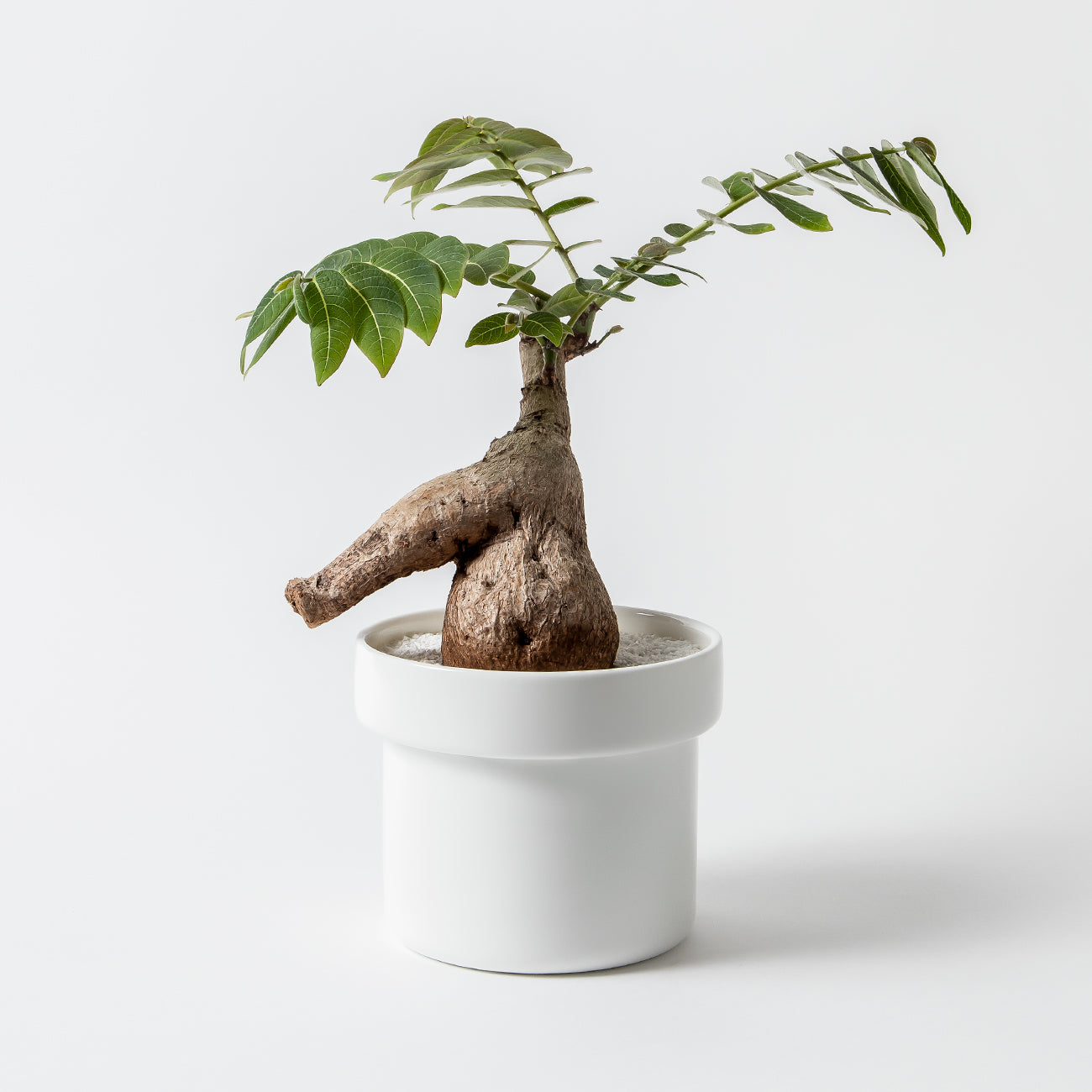 HACHI 15cmプランター