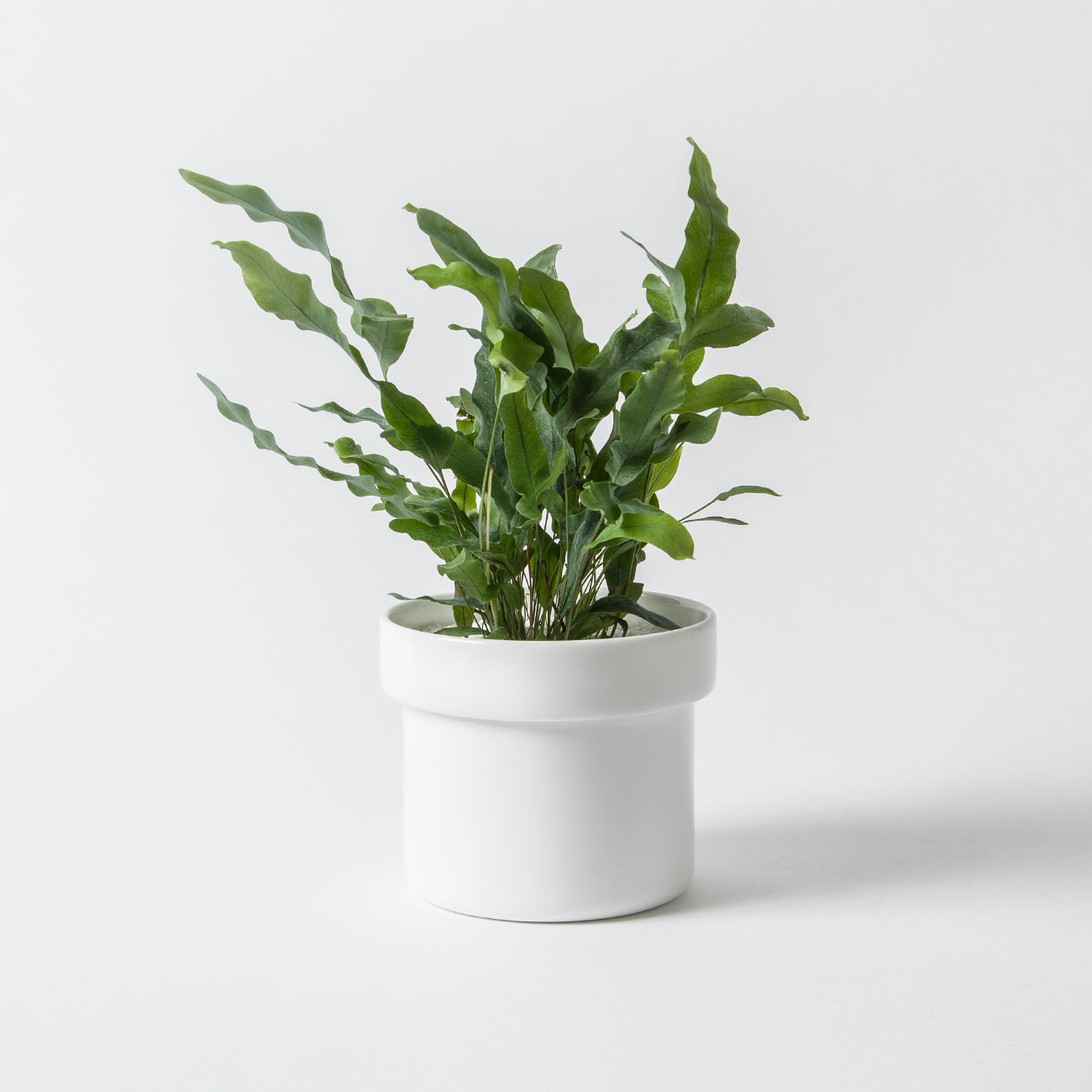 HACHI 13cmプランター