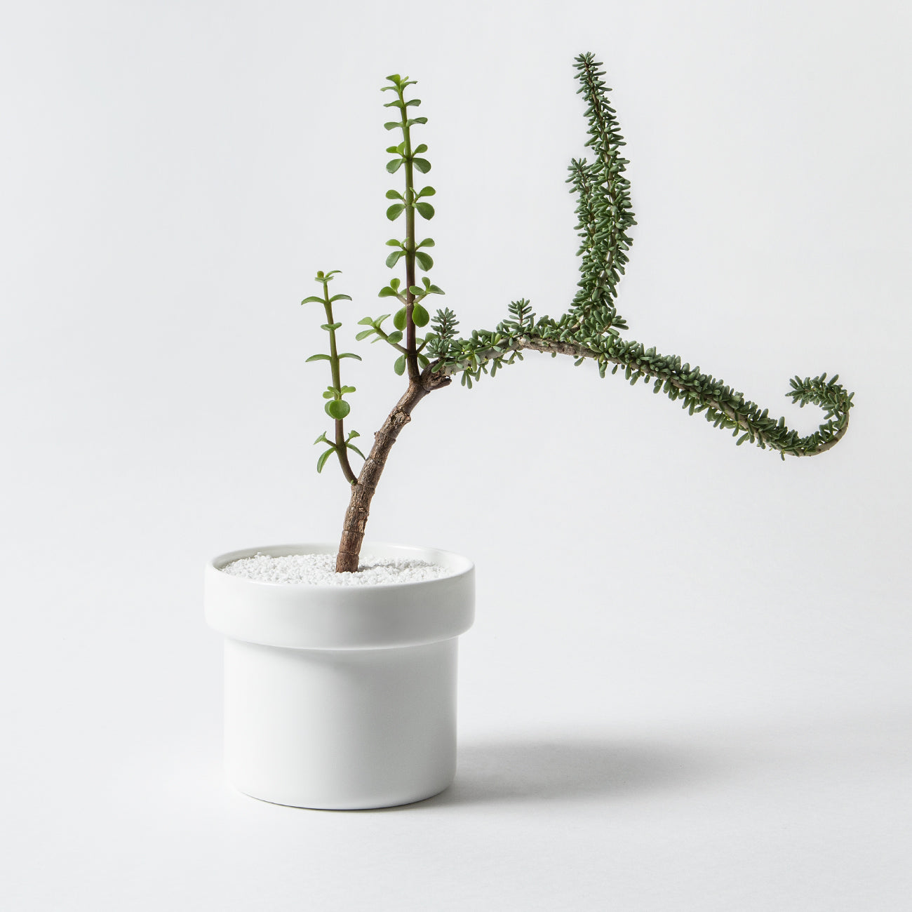 HACHI 13cmプランター