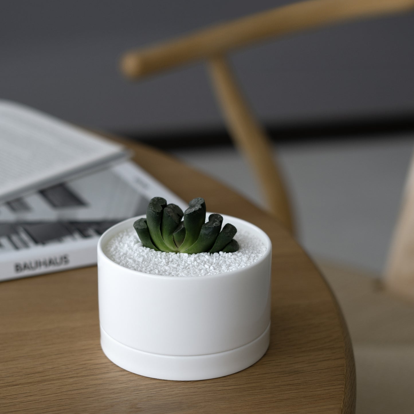 Reborn プランターS