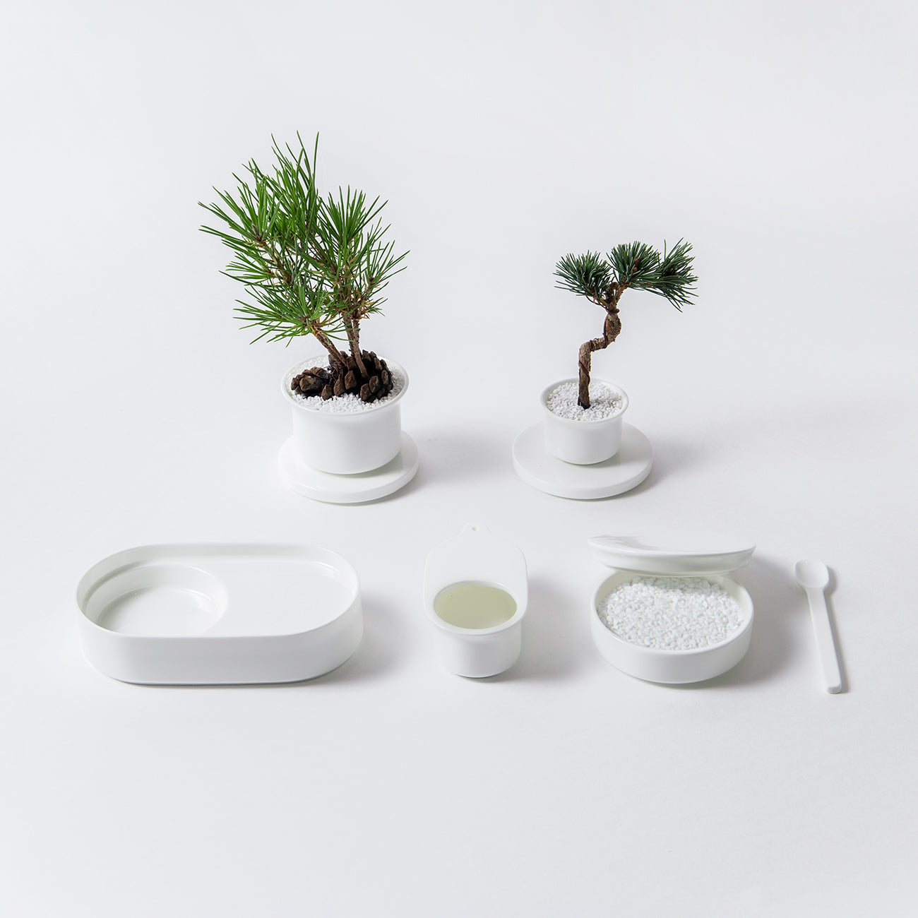 【復興支援商品】Table Bonsai