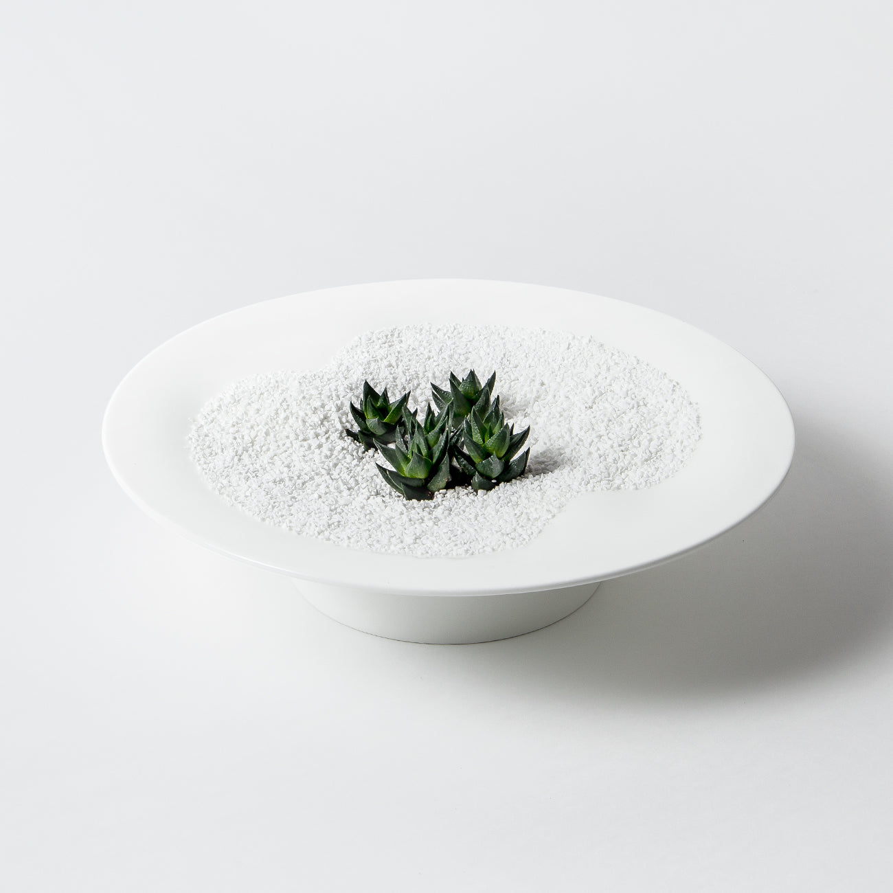 Duneセット (ハオルチア・BONEARTH300g)